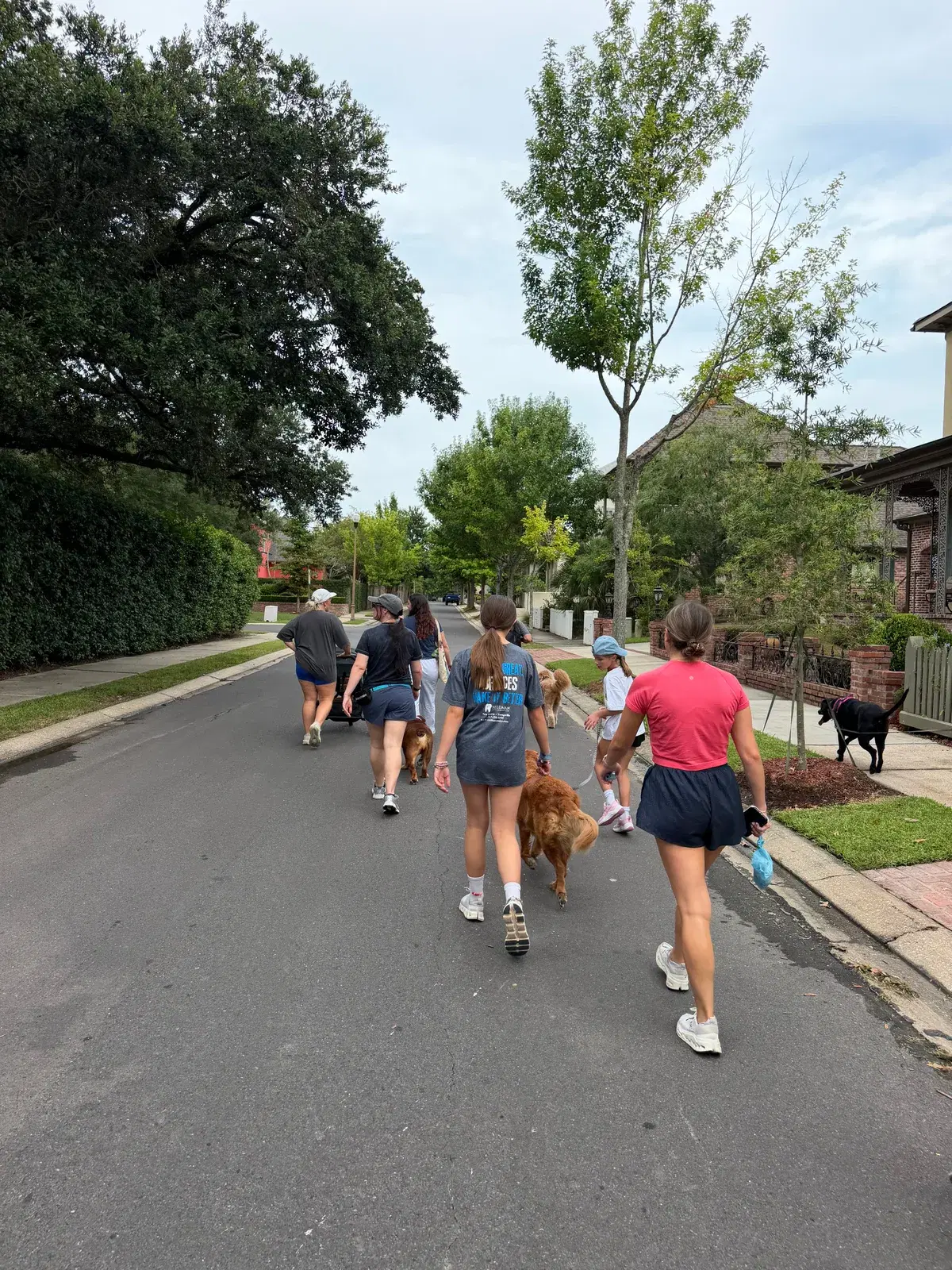 A group walking their dogs together along a neighborhood street